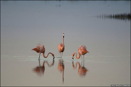  Карибські фламінго шукають їжу в Лагуні Розада