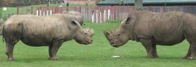 Trio and Nsiswa - at Whipsnade Wild Animal Park
