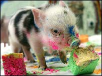 英国“猪加索”作画义卖