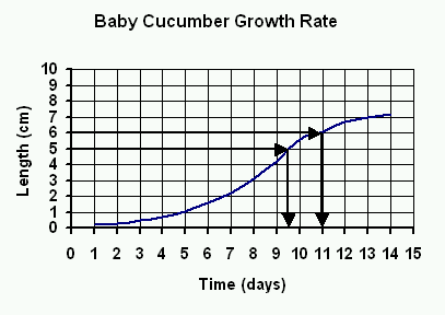 Baby cucmber growth rate
