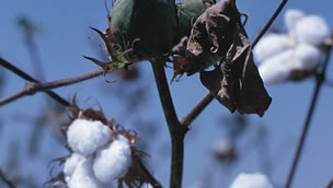 cotton growing in field