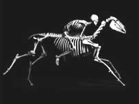 Esqueletos de homem e cavalo