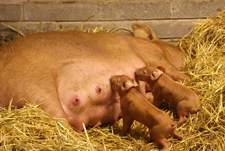 Barbara the sow with two from her litter of seven piglets