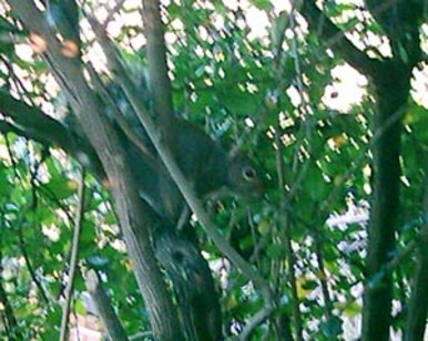 Squirrel In Camouflage