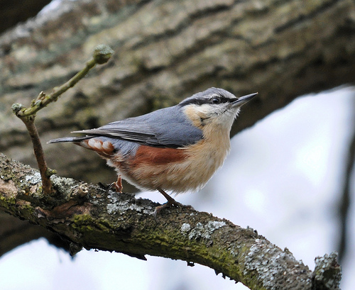 Colourful nuthatch by Fungus Mcbogle