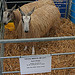 Royal Highland Show 2010