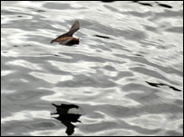 A Daubenton bat feeding over water
