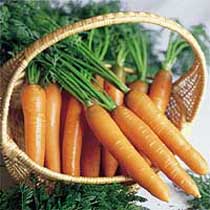 Carrot 'Nantes 3 Tip Top'. Image supplied by Dobies