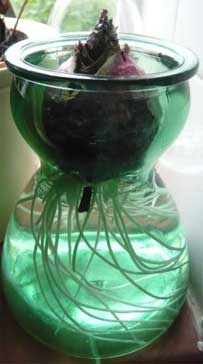 A hyacinth bulb growing in a bulb jar