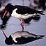 Activities (Image: Oystercatcher c/o RSPB Images and Chris Gomersall)