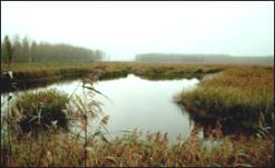 Lakenheath Fen. © Louise Baker