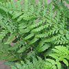 Athyrium filix femina