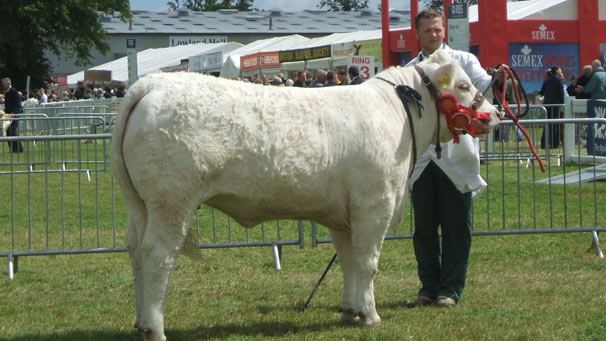 Multi first prize winning Charolais.