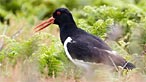 Oystercatcher. Photo: Robert Slade