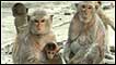Macacos em Lopburi