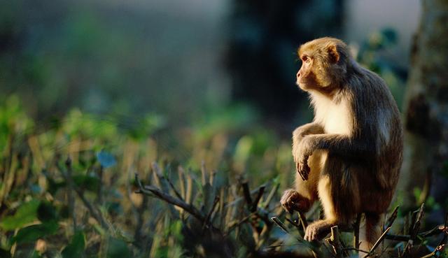 Assamese macaque (image: Manoj Shah / Getty images)