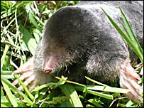 A mole (Pic: Naomi Chance)