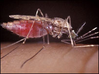 د ملاريا مخنيوى