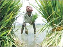 چاول کی فصل
