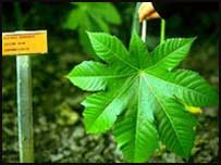 Planta da qual a ricina é extraída