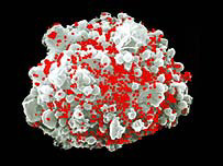 एचआईवी ग्रस्त कोशिका