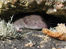 Scilly Shrew