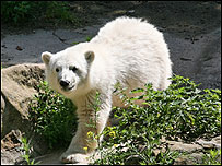 Knut