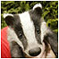 Young Badger