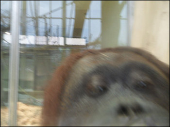 Foto tirada pela orangotango Nonja postada no Facebook (cortesia Zoo de Viena)