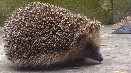 Our local hedgehog. Image by Rachael Garside