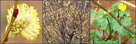 Montage of flowers from Tag Loop, Cromwell Bottom