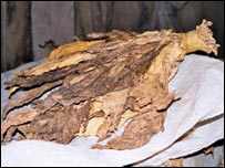 Produção familiar usa mão de obra infantil