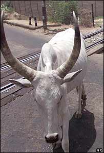 Vaca vagando pela rua