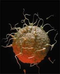 د سړيو شنډوالی