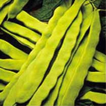 Climbing French bean 'Algarve'. Image supplied by Dobies