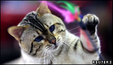 A cat playing with colourful feathers