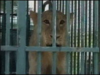 Leão resgatado na Índia