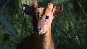 a muntjac deer