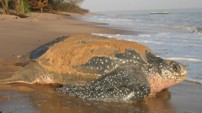 Leatherback Turtle by the University of New Hampshire