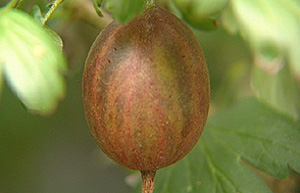 Gooseberry