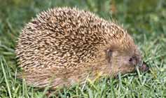 Hedgehog