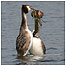 Wetland activities (Image: Grebe c/o English Nature)