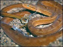 Tropidodrya (Foto: Marcelio Duarte)