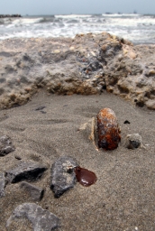 BP oil spill in the Gulf of Mexico