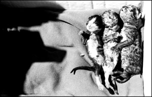 عکس از محمود آل احمد