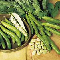 Broad bean 'Express'. Image supplied by Dobies