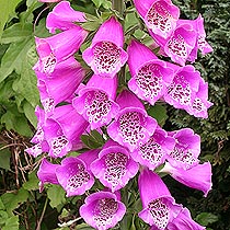 Digitalis purpurea Excelsior group