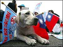 Cachorros com bandeiras do partido de oposição nacionalista durante protesto em Taiwan
