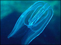 شانه دار مهاجم