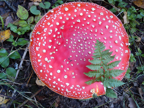 Mushroom, Russia